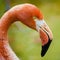 Flamingo eyeballing me as I take its picture at the Rio Grande Zoo in Albuquerque, New Mexico.