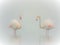 Flamingo, fairytale, dream and fantasy