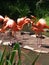 Flamingo family