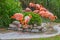 Flamingo family in Lisbon zoo, Portugal