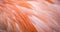 Flamingo feather background