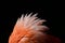 Flamingo feathers