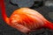 Flamingo feathers with beautiful orange gradation.