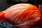 Flamingo feathers with beautiful orange gradation.
