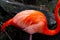 Flamingo feathers with beautiful orange gradation.