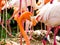 A flamingo feature at Shanghai wild animal park