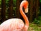 A flamingo feature at Shanghai wild animal park