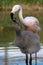 Flamingo feeding her young in the water