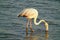 A flamingo feeding in the lagoon at sunset. Full body view.