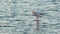 A flamingo feeding in the lagoon at sunset. Full body view.