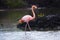 Flamingo feeding in a small lagoon in Galapagos