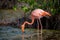 Flamingo feeding in a small lagoon in Galapagos