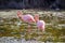 Flamingo feeding in a small lagoon in Galapagos