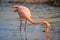 Flamingo feeding in a small lagoon in Galapagos