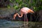 Flamingo feeding in a small lagoon in Galapagos