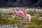 Flamingo feeding in a small lagoon in Galapagos
