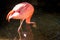 Flamingo fishing in a pond a the John Ball Zoo