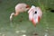 Flamingo fix their feathers in the water