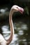 Flamingo / Flamingo Lake