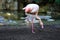 Flamingo (Flamingoes) is a type of wading bird in the family Phoenicopteridae