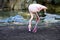 Flamingo (Flamingoes) is a type of wading bird in the family Phoenicopteridae