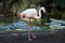 Flamingo (Flamingoes) is a type of wading bird in the family Phoenicopteridae