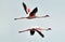 Flamingo in flight. Flying flamingo over the water of Natron Lake. Lesser flamingo.