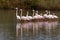 Flamingo flock