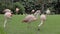 A flamingo flock can be primed by the meadow.