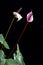 Flamingo Flower (Anthurium)