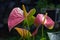 Flamingo flower or Anthurium andraeanum