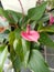 The Flamingo flower, or Anthurium Andreanum, is a spectacular home decor plant, with dark green leaves, shiny arrow-shaped leave