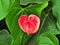 Flamingo Flower-Anturio-Anthurium andreanum 6