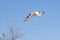 Flamingo flying at the Ornithological Park of Pont de Gau