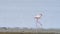 Flamingo go in shallow water, Beautiful natural landscape, Phoenicopterus Ruber walking around shallow water, Wild