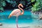 Flamingo Grace, Crystal Clear Lagoon Perch, AI Generated