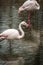 Flamingo Greater Flamingo / Phoenicopterus roseus.