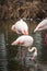 Flamingo Greater Flamingo / Phoenicopterus roseus.