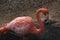 Flamingo Grooming