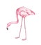 Flamingo hand drawn vector illustration. Pink tropical bird color drawing. African fauna representative, realistic red