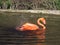 Flamingo having a bath