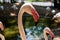 Flamingo Head Forward. The concept of animals in the zoo