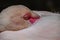 Flamingo Head and Neck Detail.Pink flamingo feather and eye pattern.Resting greater flamingo,Phoenicopterus roseus, close up.