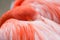 Flamingo head tucked into or under its feathers and wings.