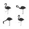 Flamingo icon set. Flamingos black silhouette in different poses.