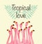 Flamingo illustration for Tropical love