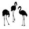 Flamingo isolated. Exotic bird. Silhouette three flamingo