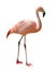 Flamingo isolated on white