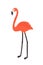 Flamingo isolated on white background. Graceful exotic tropical bird with bright pink plumage. Cute adorable avian. Wild