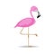 flamingo isolated on white background.pink flamingo standing.beautiful vector element.flamingo flat vector design.